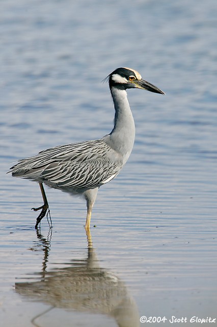 Yellow-crowned Night-heron