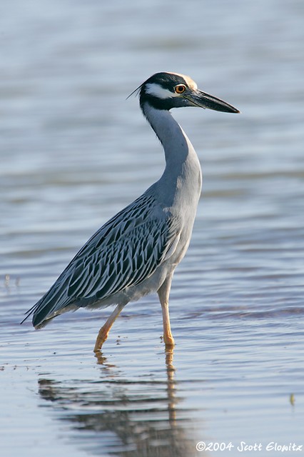 Yellow-crowned Night-heron