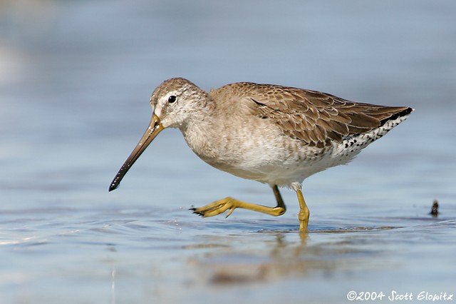 Short-billed Dowitcher