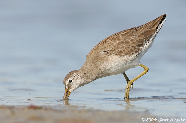 Short-billed Dowitcher