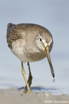 Short-billed Dowitcher