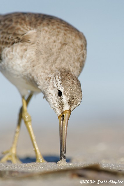 Short-billed Dowitcher