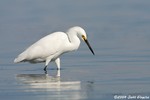 Snowy Egret