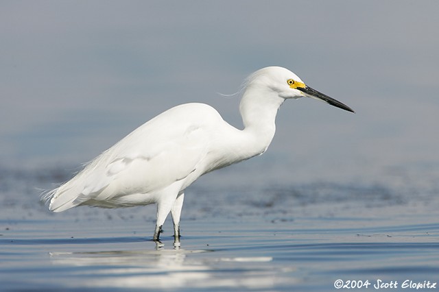 Snowy Egret