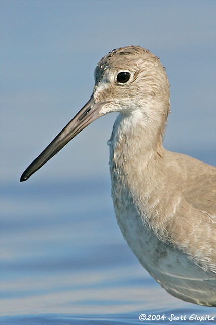 Willet