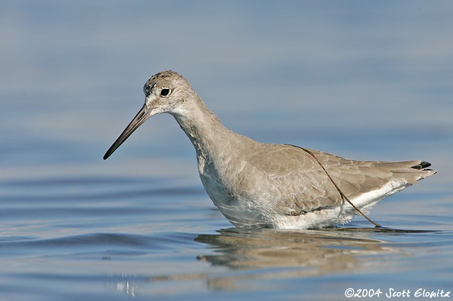 Willet