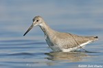 Willet