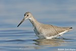 Willet