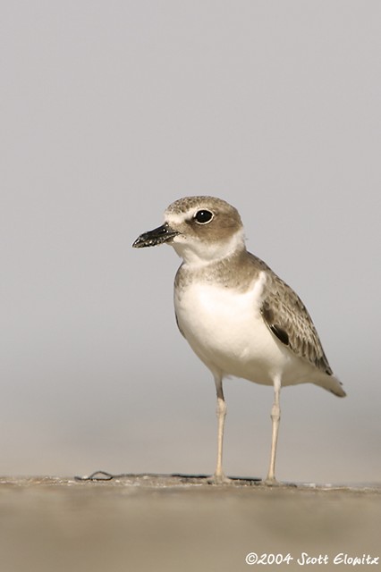 Wilson's Plover