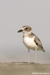 Wilson's Plover