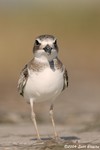 Wilson's Plover