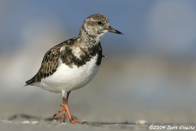 Ruddy Turnstone