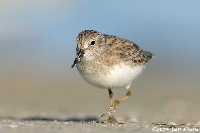 Least Sandpiper