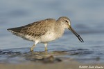 Short-billed Dowitcher