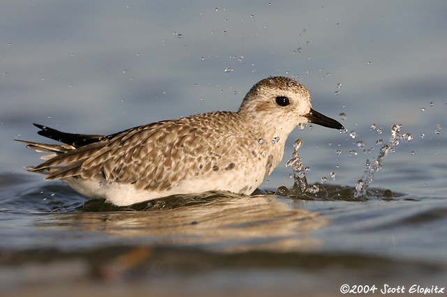 Black-bellied Plover