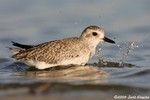 Black-bellied Plover