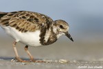 Ruddy Turnstone