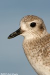 Black-bellied Plover