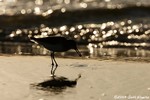 Western Sandpiper