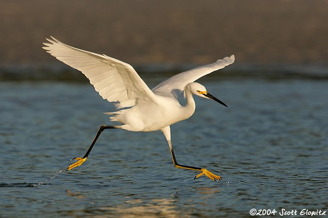 Snowy Egret