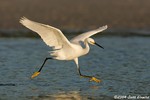 Snowy Egret