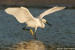 Snowy Egret