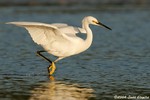 Snowy Egret