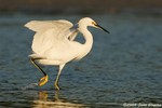 Snowy Egret