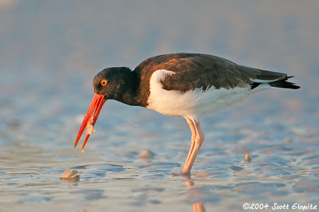 American Oystercatcher