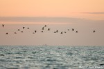 Black Skimmer