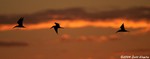 Black Skimmer