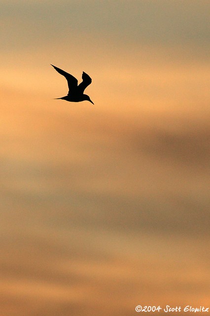 Royal Tern