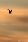 Royal Tern