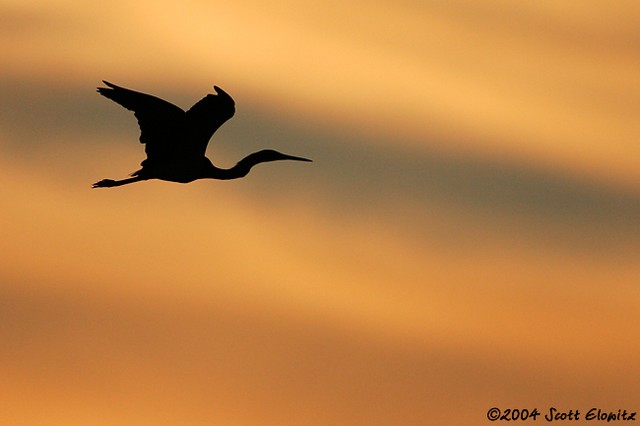 Great Blue Heron