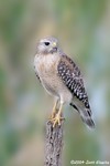 Red-shouldered Hawk