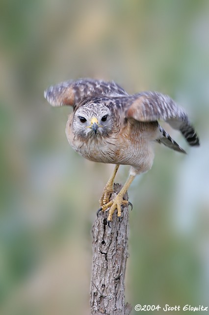 Red-shouldered Hawk