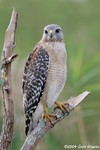 Red-shouldered Hawk