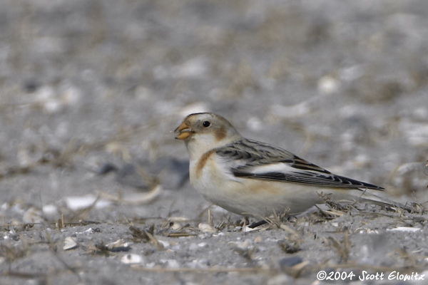 Snow Bunting