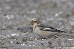 Snow Bunting