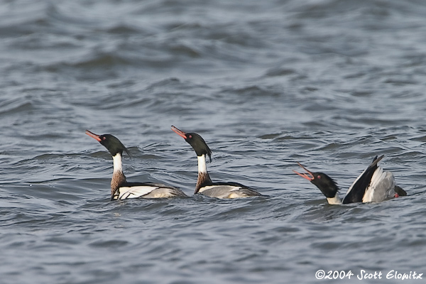 Red-breasted Merganser