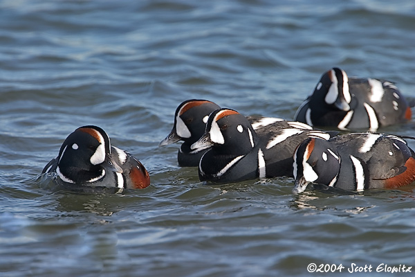 Harlequin Duck