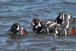 Harlequin Duck