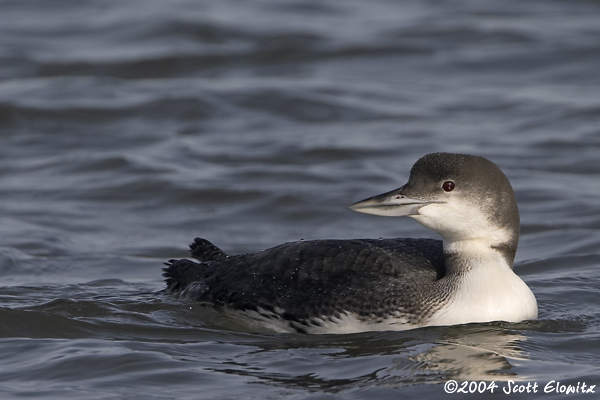 Common Loon