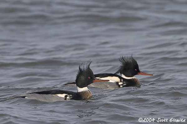 Red-breasted Merganser