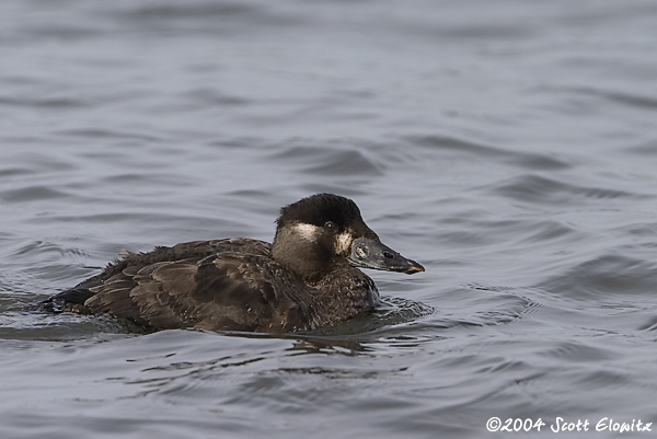 Surf Scoter