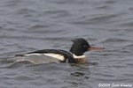 Red-breasted Merganser