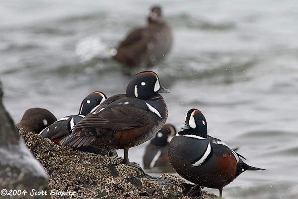 Harlequin Duck