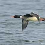 Red-breasted Merganser