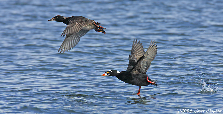 Surf Scoter