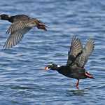 Surf Scoter